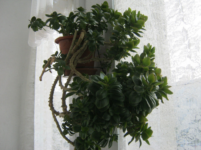 IMG_2090 - KALANCHOE