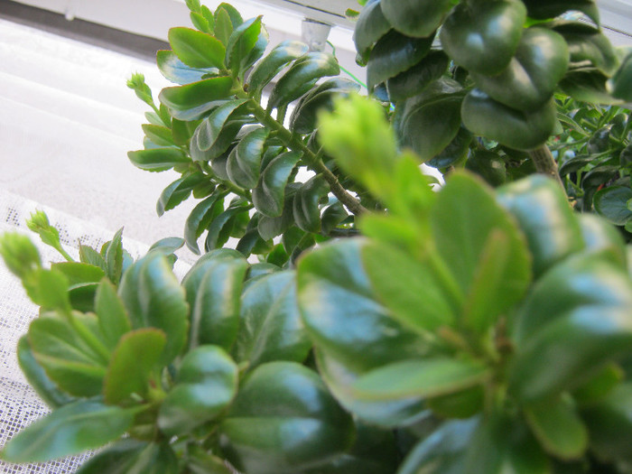 IMG_3124 - KALANCHOE