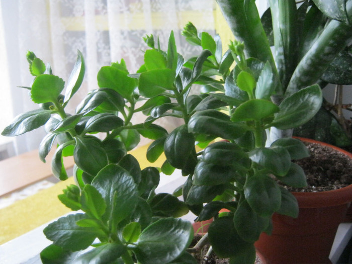 IMG_3193 - KALANCHOE
