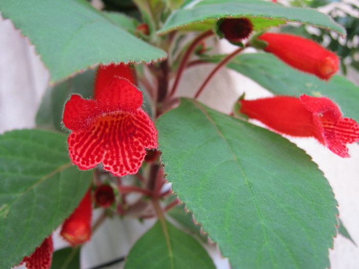 021 - KOHLERIA MEA