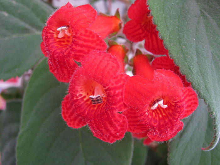 023 - KOHLERIA MEA