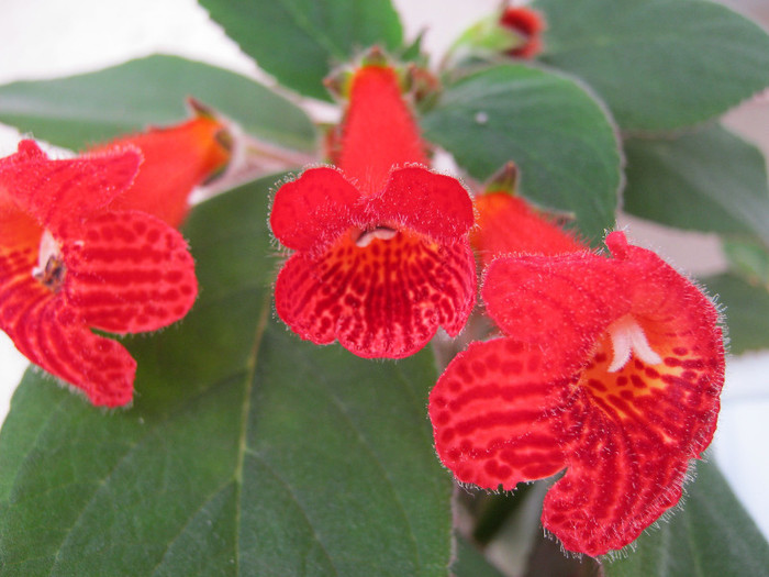 k - KOHLERIA MEA