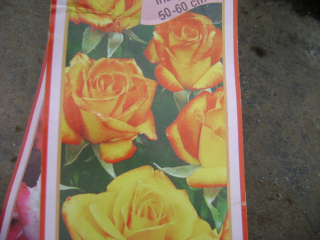 Rumba - trandafiri achizitie 2011