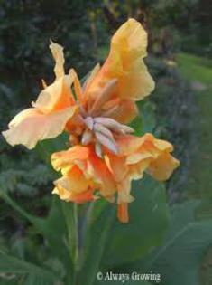 images (2) - canna
