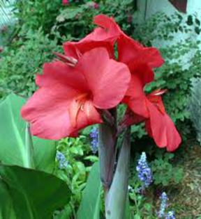 images (3) - canna