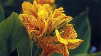 images (4) - canna