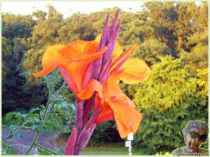 images (5) - canna