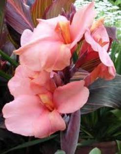 images - canna