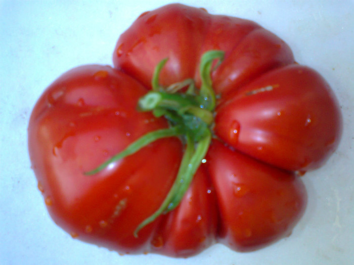 GIANT RED - 07- TOMATE-ROSII-SOIURI PURE ORGANICE VECHI ROMANESTI SI HEIRLOOM ALBUM 7