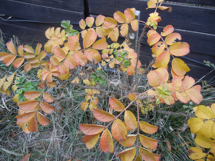 2012, November 22 - 11 Garden in November