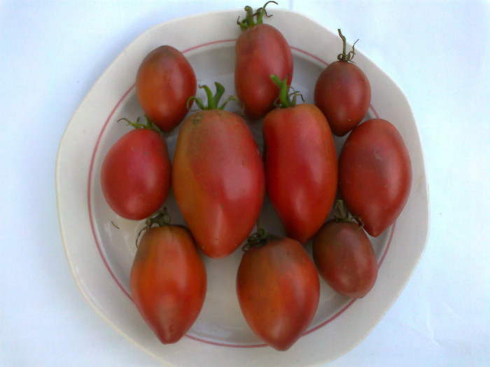 PURPLE RUSIAN - 07- TOMATE-ROSII-SOIURI PURE ORGANICE VECHI ROMANESTI SI HEIRLOOM ALBUM 7