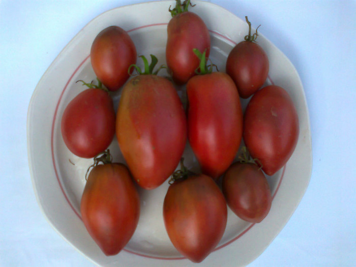 PURPLE RUSIAN - 07- TOMATE-ROSII-SOIURI PURE ORGANICE VECHI ROMANESTI SI HEIRLOOM ALBUM 7