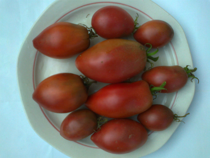 PURPLE RUSIAN - 07- TOMATE-ROSII-SOIURI PURE ORGANICE VECHI ROMANESTI SI HEIRLOOM ALBUM 7