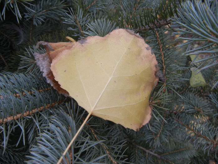 Autumn Colors (2012, November 22)