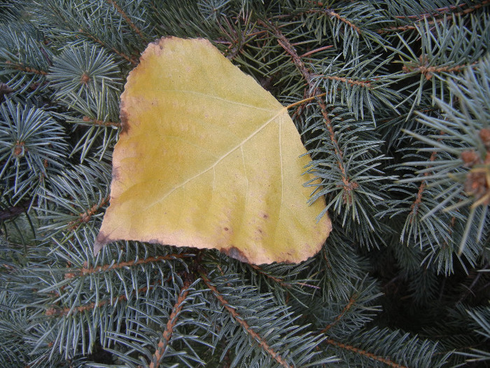 Autumn Colors (2012, November 22)