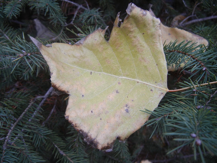 Autumn Colors (2012, November 22)