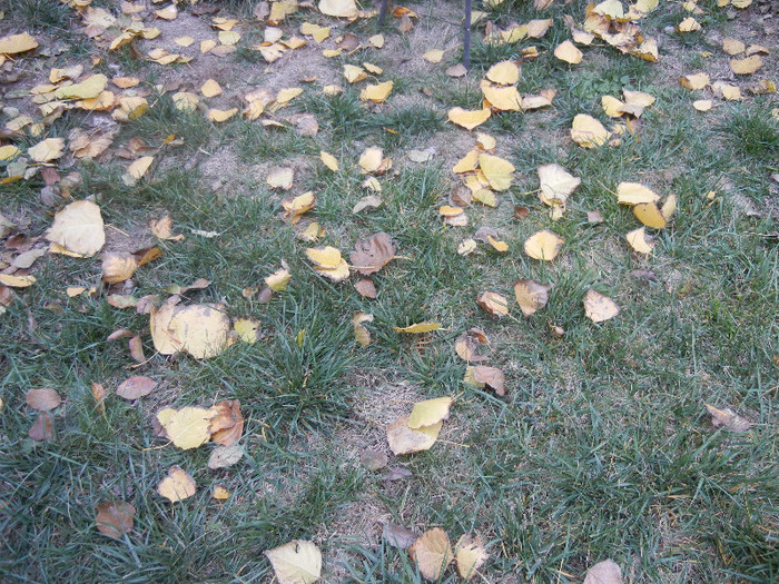 Autumn Colors (2012, November 22)