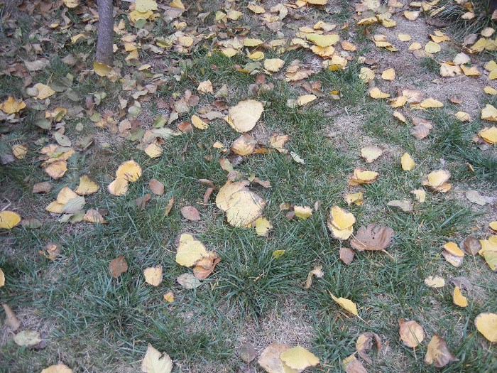 Autumn Colors (2012, November 22)