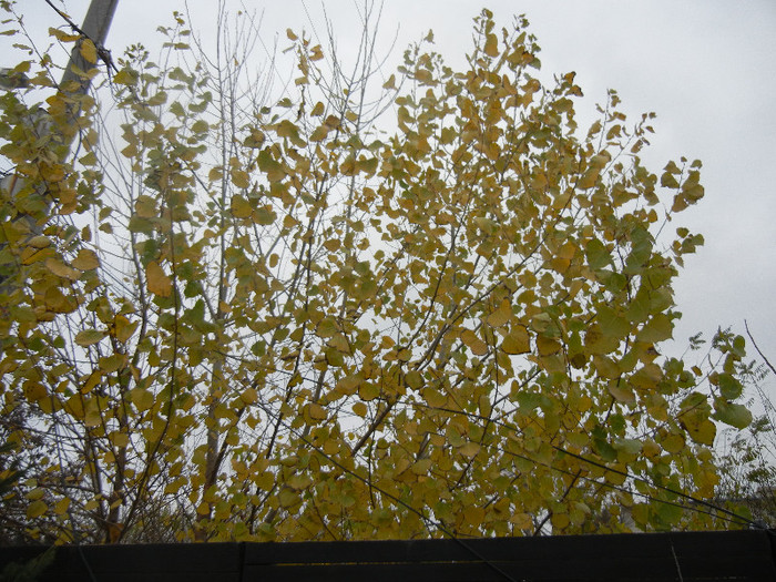 Autumn Colors (2012, November 22)
