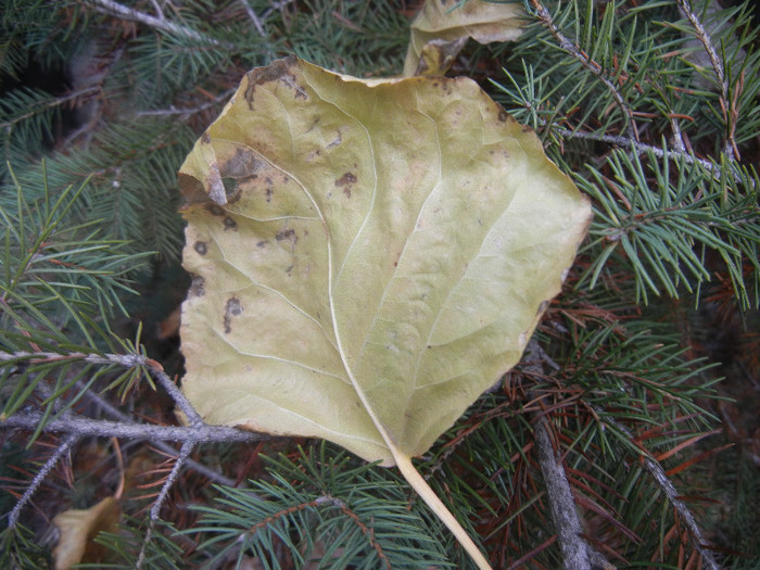 Autumn Colors (2012, November 22)