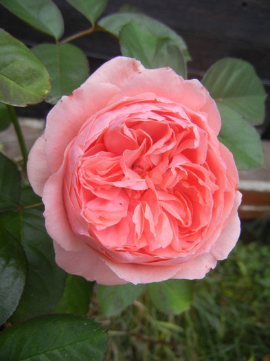 Rose Pleasure (2012, November 22)