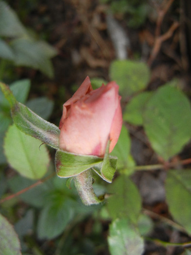 Pink Miniature Rose (2012, Nov.09)