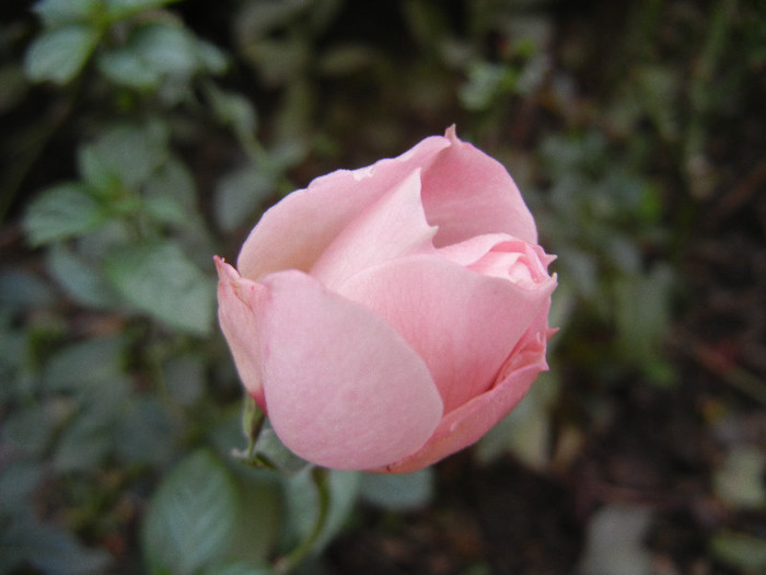 Pink Miniature Rose (2012, Nov.22) - Miniature Rose Pink
