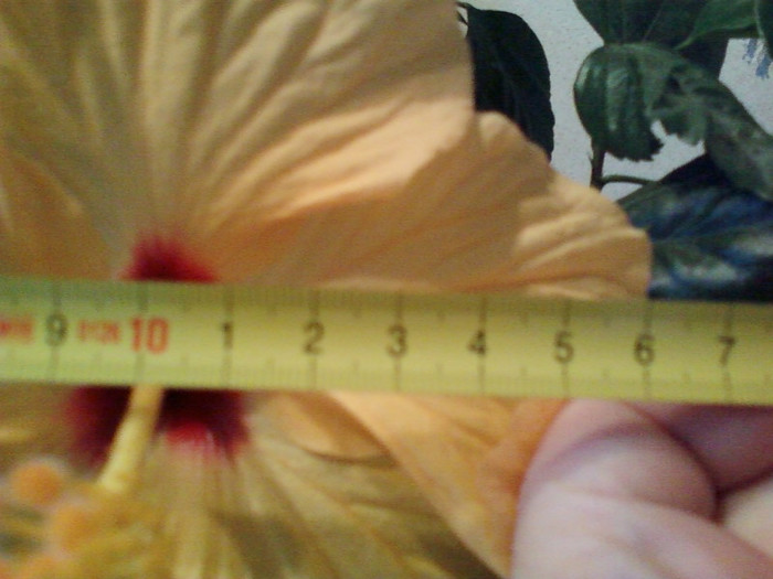 a facut flori f mari...! - noiembrie 2012