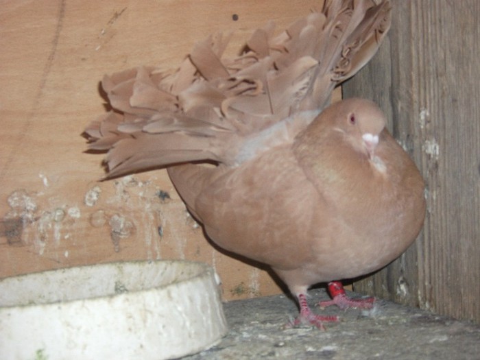 vandut
