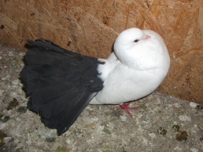 vandut