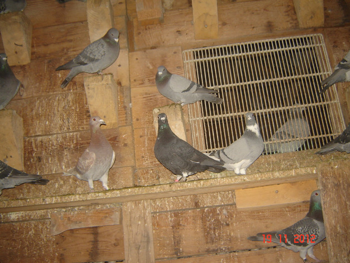 DSC03074; neagra 2012 florin puscoci
