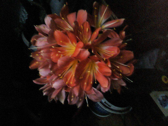 Picture 004 - CLIVIA