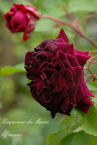 Empereur du Maroc 1858; Bred by Bertrand Guinoisseau-Flon (France, 1858).
Hybrid Perpetual.
