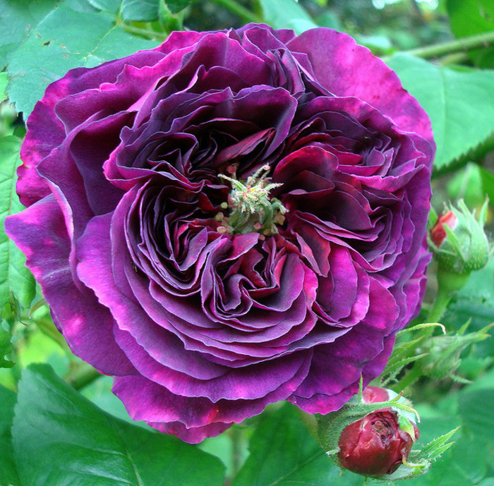 Souvenir d'Alphonse Lavallee - 1884; Bred by Charles-F

