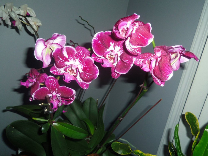 23 nov. 2012 - 2012 Orhidee