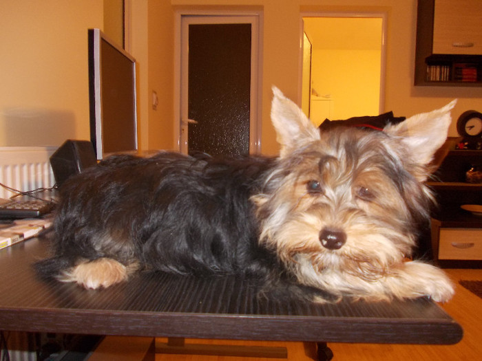 Picture 033 - yorkshireTerrier