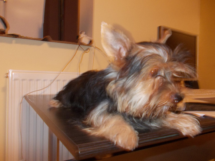 Picture 034 - yorkshireTerrier