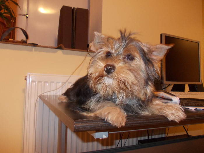 Picture 035 - yorkshireTerrier