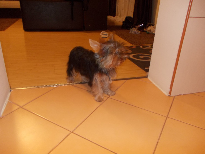 Picture 037 - yorkshireTerrier