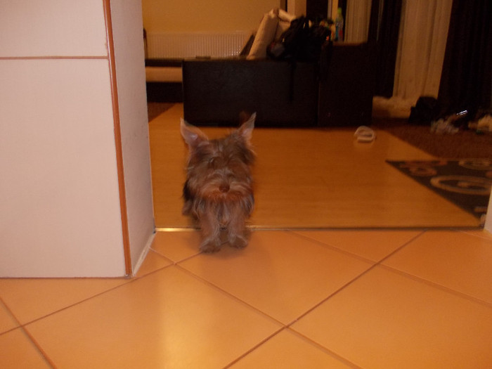 Picture 038 - yorkshireTerrier