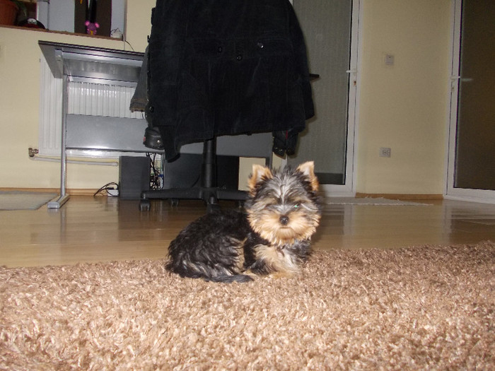 Picture 044 - yorkshire terrier