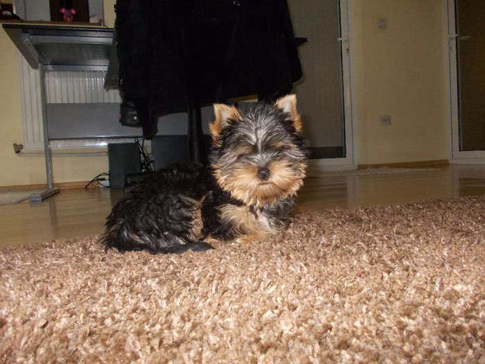 Picture 045 - yorkshire terrier