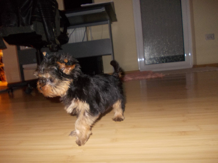 Picture 028 - yorkshire terrier