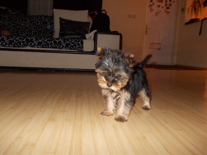 Picture 030 - yorkshire terrier