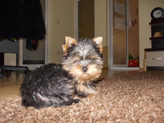 Picture 046 - yorkshire terrier