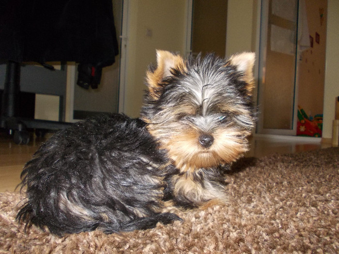 Picture 047 - yorkshire terrier