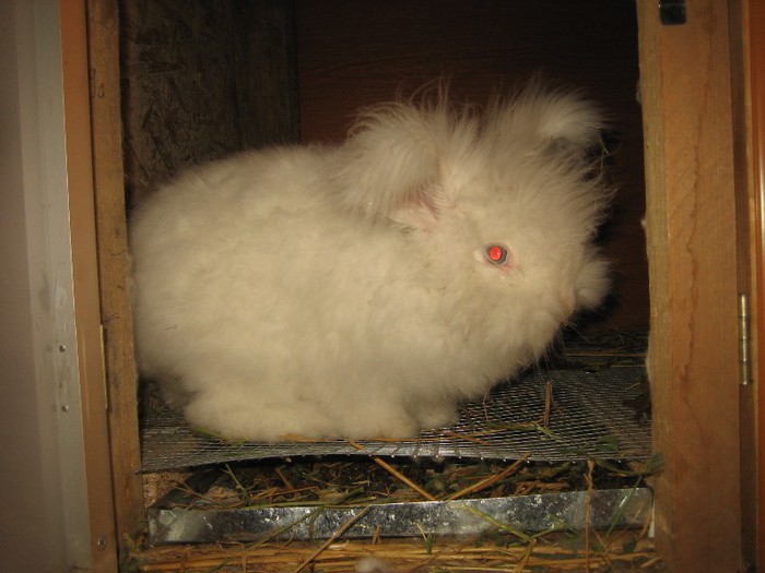 IMG_0130 - 04-Masculi Angora Englez-English __1- Mascul 1 - Buck 1