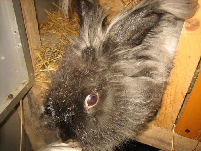 Ariel; English Angora
