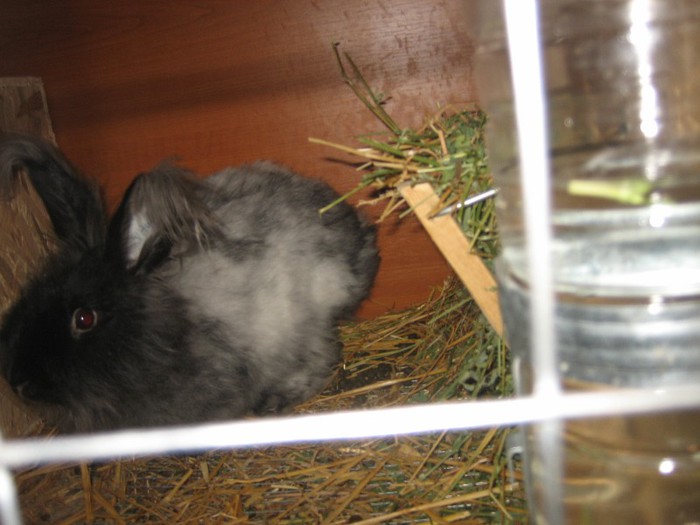 Ariel; English Angora
