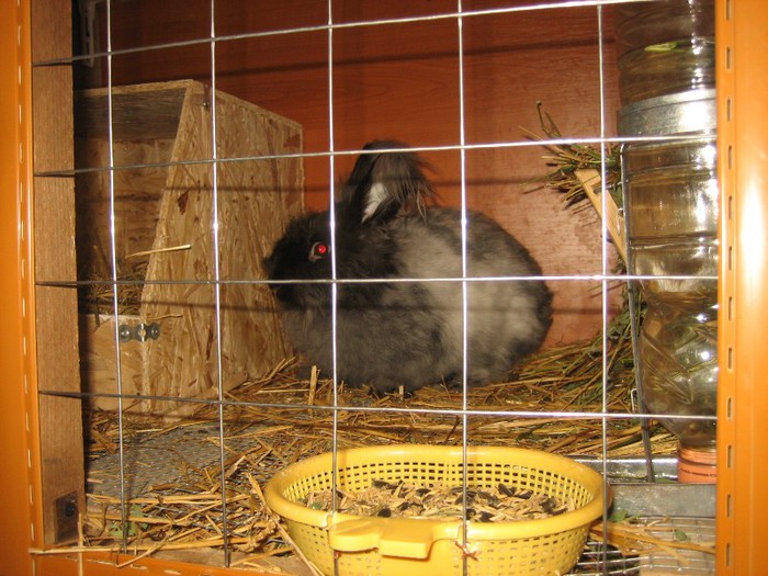 Ariel; English Angora
